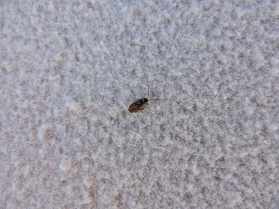 Photo of Paranapiacaba tricincta taken at Loma Parda