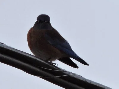 Photo of Western Bluebird (Sialia mexicana) taken at La Jolla Indian Reservation