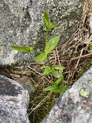 Photo of Boreal Starwort (Stellaria borealis) taken at Mount Washington State Park