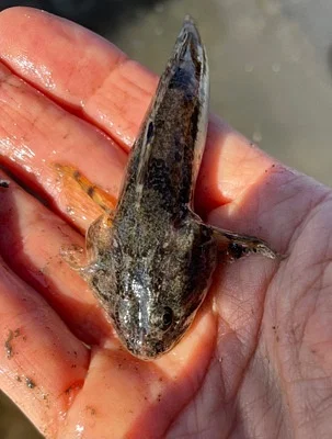 Photo of Leptocottus armatus taken at Tijuana River Mouth State Marine Conservation Area