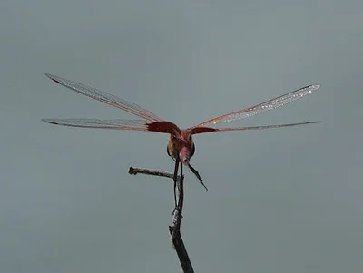 Photo of Carolina Saddlebags (Tramea carolina) taken at Arrowhead Pointe