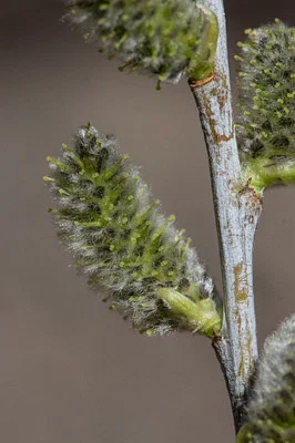 Photo of Salix irrorata taken at Arapahoe County