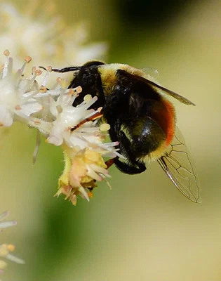 Photo of Orange-Legged Drone Fly (Eristalis flavipes) taken at Capital City Bird Sanctuary