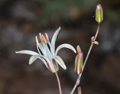 Photo of Chlorogalum angustifolium taken at Horsetown-clear Creek Preserve