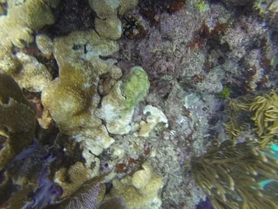 Photo of Porous Coral (Porites astreoides) taken at Broward County