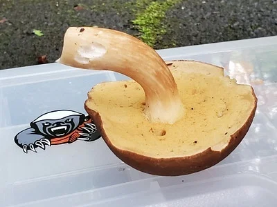 Photo of Spotted Bolete (Xanthoconium affine) taken at Spruce Swamp Natural Area