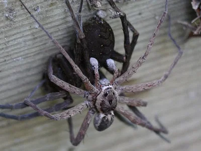 Photo of Dolomedes vittatus taken at Heard Place