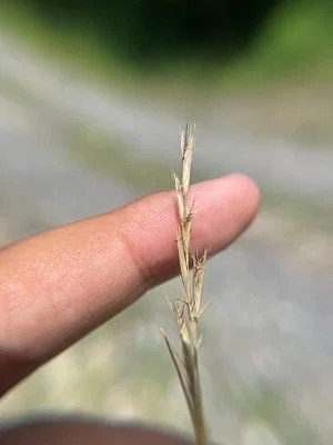 Photo of Poverty Grass (Danthonia spicata) taken at Colquitt