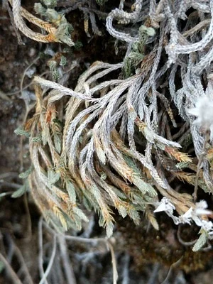 Photo of Selaginella corallina taken at Llano County