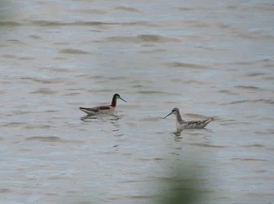 Photo of Wilson'S Phalarope (Phalaropus tricolor) taken at Ralls