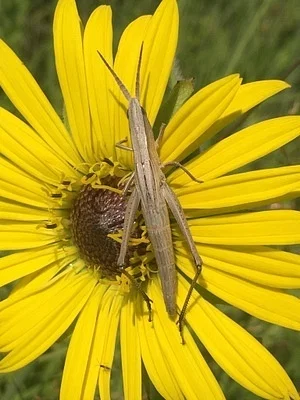 Photo of Bunch Grass Locust (Pseudopomala brachyptera) taken at Tonto Natural Bridge State Park