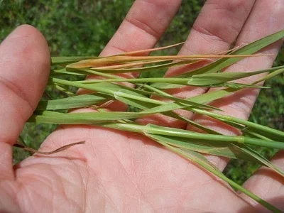 Photo of Phalaris caroliniana taken at Katy Boardwalk Nature Preserve