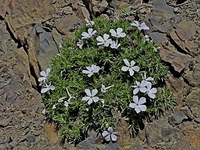Photo of Mat Phlox (Phlox diffusa) taken at Carson City