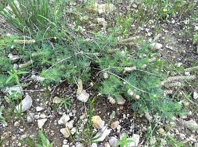 Photo of Dalea reverchonii taken at New Fairview