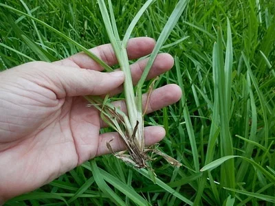 Photo of St. Augustine Grass (Stenotaphrum secundatum) taken at Ashintilly