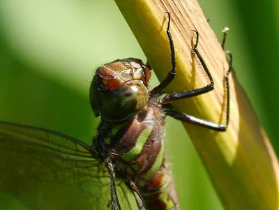 Photo of Swamp Darner (Epiaeschna heros) taken at Soperton
