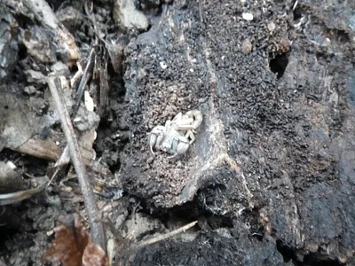 Photo of Uroctonus mordax taken at Owl Creek Ecological Reserve