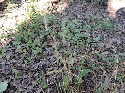 Photo of Setaria scheelei taken at Ringtail Ridge Natural Area