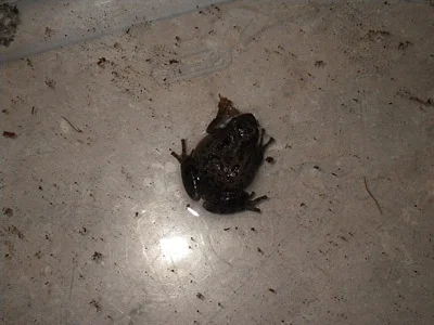 Photo of Pacific Chorus Frog (Pseudacris regilla) taken at Morrow County