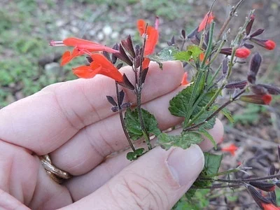 Photo of Blood Sage (Salvia coccinea) taken at Orange Grove Naval Auxiliary Landing Field