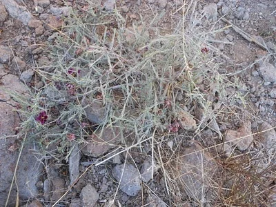 Photo of Krameria erecta taken at Mountains Edge Regional Park