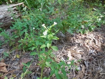 Photo of Mecardonia acuminata taken at Montpelier