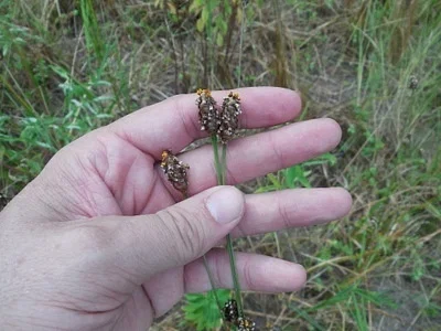 Photo of Richard'S Yelloweyed Grass (Xyris jupicai) taken at Folkston