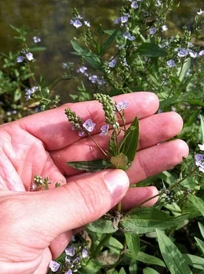 Photo of Brook Pimpernel (Veronica anagallis-aquatica) taken at Beech Hill