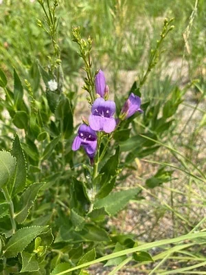 Photo of Penstemon venustus taken at Whitehead Gulch Wilderness Study Area