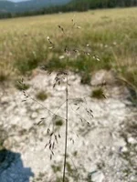 Deschampsia cespitosa