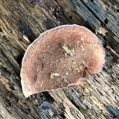 Photo of Nigroporus vinosus taken at Cascades Preserve