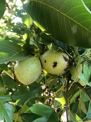 Photo of English Walnut (Juglans regia) taken at Driscoll Island Wildlife Area