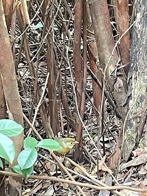 Photo of Red-Billed Leiothrix (Leiothrix lutea) taken at Waihou Spring Forrest Reserve
