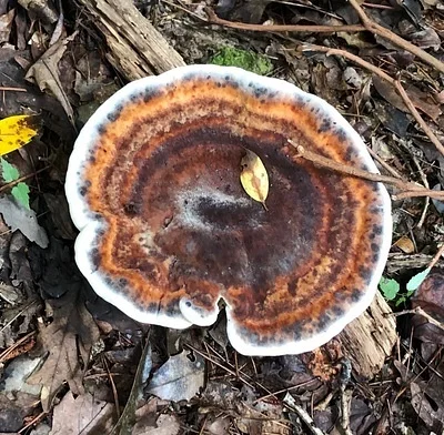 Photo of Berkcurtia persicina taken at The Breakthrough Battlefield