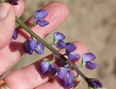 Photo of Lupinus truncatus taken at Conejo Ridge Open Space