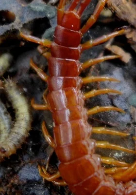 Photo of Scolopocryptops spinicaudus taken at Greenhorn Mountain County Park