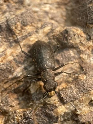Photo of Boreal Long-Lipped Tiger Beetle (Cicindela longilabris) taken at Anderson