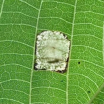 Photo of Basswood Miner Moth (Phyllonorycter lucetiella) taken at Beebee Lake Regional Park