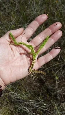 Photo of Marsh Clubmoss (Lycopodiella inundata) taken at Ford Natural Area