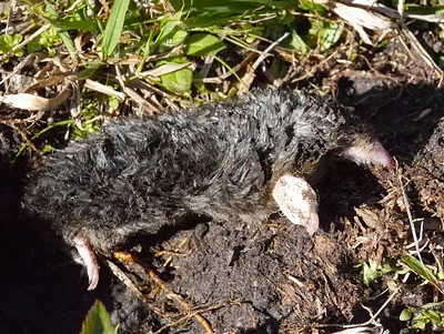Photo of Topos (Scalopus aquaticus) taken at Birdsong Nature Center