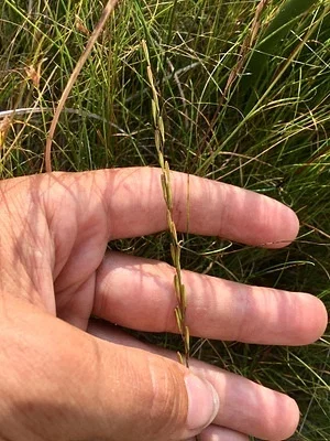Photo of Triglochin palustris taken at Lake Cochrane State Recreation Area