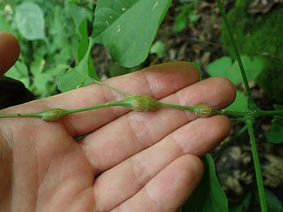 Photo of Neolasioptera desmodii taken at Quarry Park And Nature Reserve