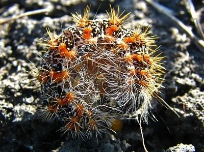 Photo of Henry'S Marsh Moth (Acronicta insularis) taken at Green Memorial Park