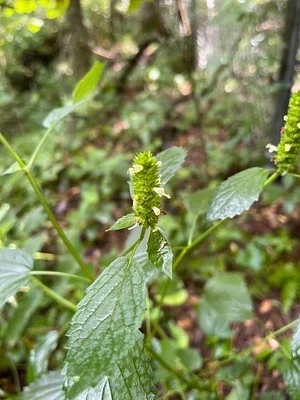 Photo of Catnip Giant Hyssop (Agastache nepetoides) taken at Waverly