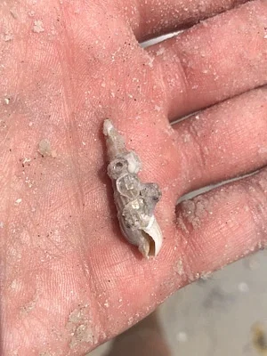 Photo of Neoterebra dislocata taken at Carteret County