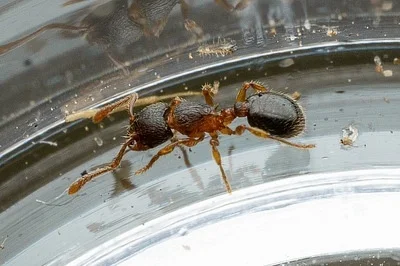 Photo of Myrmecina americana taken at Patton Woods Nature Recreation Area