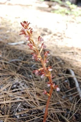 Photo of Large Coralroot (Corallorhiza maculata) taken at Steamboat Lake State Park