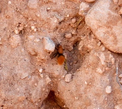 Photo of Dasymutilla vestita taken at Price