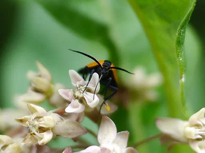 Photo of Black-And-Yellow Lichen Moth (Lycomorpha pholus) taken at Fort Griffin State Historic Site