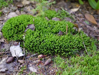 Photo of Greater Whipwort (Bazzania trilobata) taken at Rhinelander-oneida County Airport